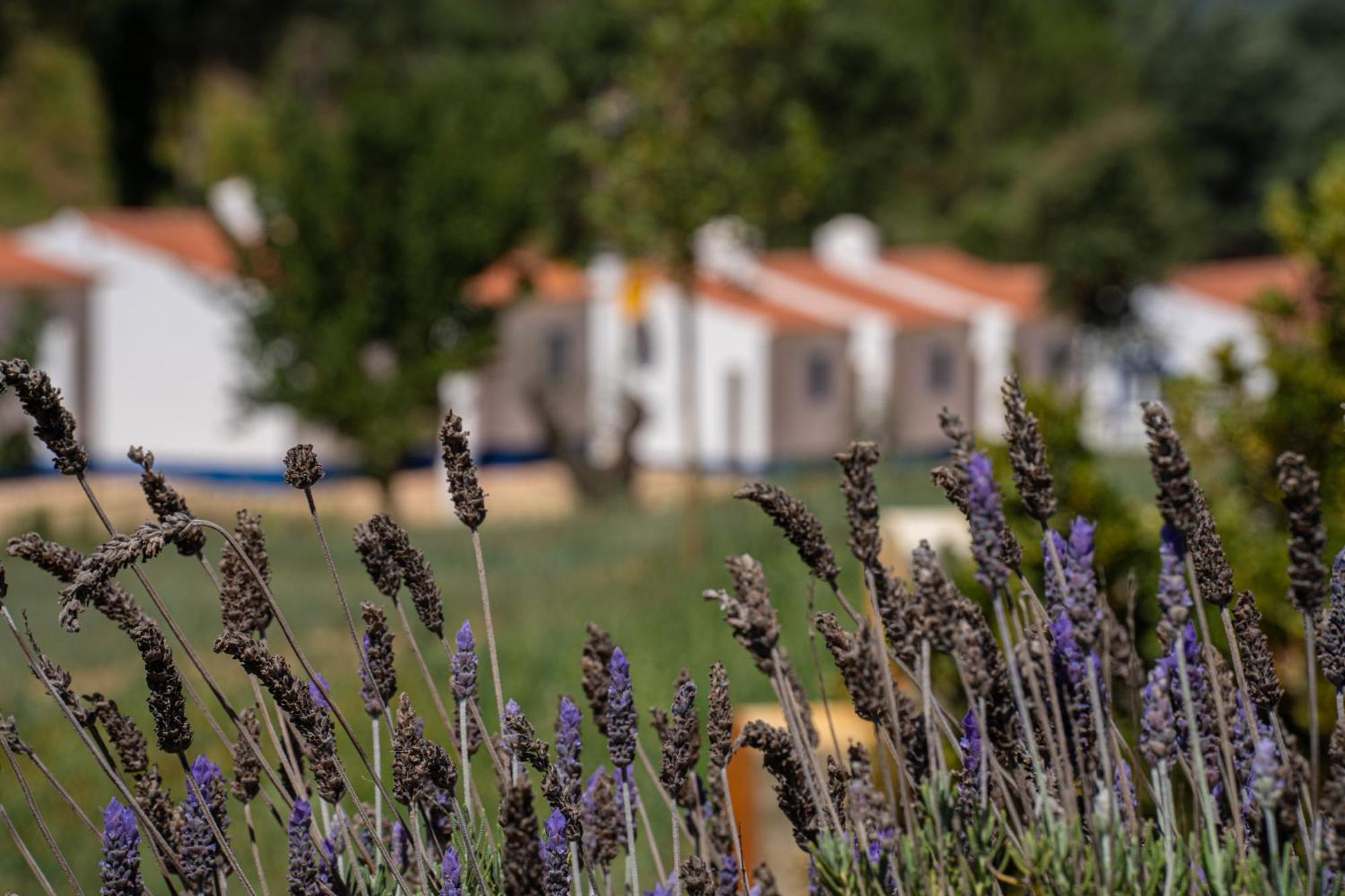 Vale Da Cassiopeia Guest House Cercal do Alentejo Ngoại thất bức ảnh